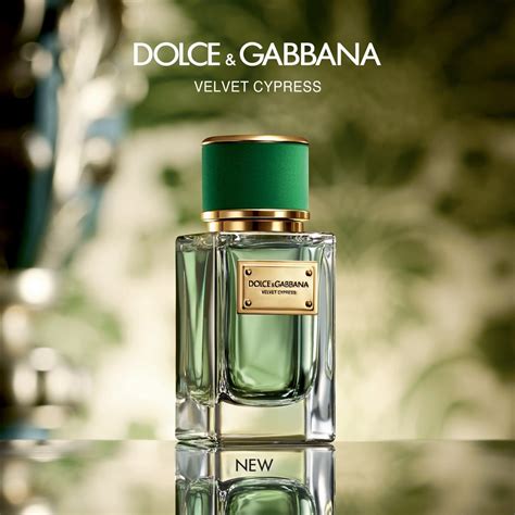 dolce and gabbana velvet cypress buy|Velvet Cypress Dolce&Gabbana for women and men .